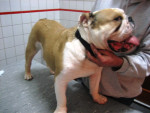 Boy,pittige Engelse Bulldog is kreupel aan rechter voorpoot.